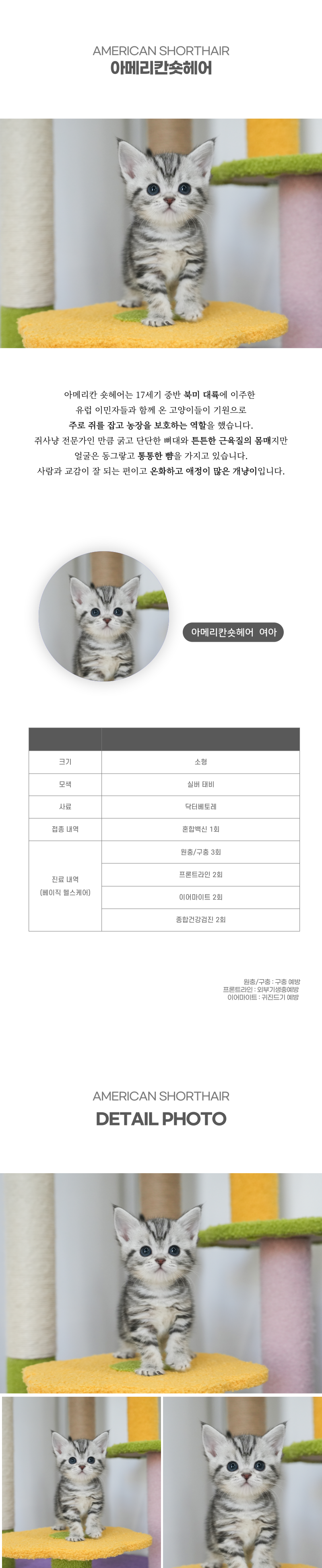 아메리칸숏헤어_상세이미지_2